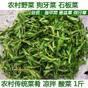 农家现摘新鲜野菜石板菜狗牙菜指甲菜垂盆草石马苋食用农产品直销