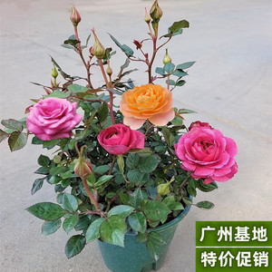欧月玫瑰盆栽带花苞四季开花不断香槟带香味果汁玫瑰庭院月季花卉
