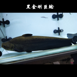 黑金刚巨鲶 底层鱼进口鲶鱼大型肉食类淡水鱼热带观赏鱼活体