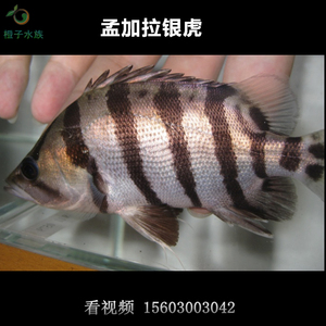 孟加拉银虎鱼龙鱼配鱼中层鱼大型鱼观赏鱼热带鱼活体