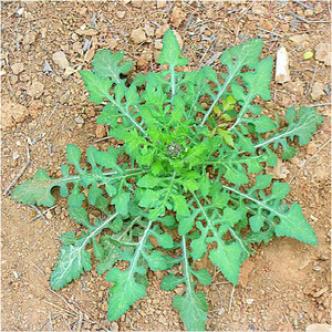 3斤装新鲜野生泥胡菜石灰草食用野菜猪兜菜剪刀草绒球花紫花苦菜