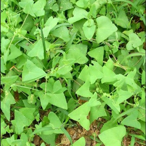 新鲜扛板归刺梨头杠板归河白草蛇倒退蛇不过500克现采老虎利包邮