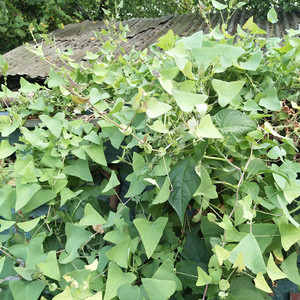 新鲜扛板归刺梨头杠板归河白草蛇倒退蛇不过500克现采老虎利包邮