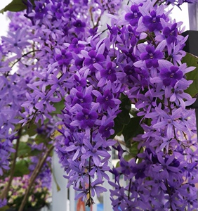 算棍百货店淘宝新品大叶蓝花藤许愿藤进口植物锡叶藤许愿女王阳台网