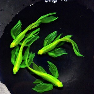 【翠鱼】翠鱼品牌,价格 - 阿里巴巴