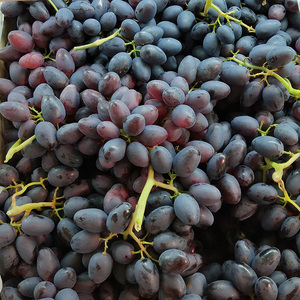 紫甜无核葡萄黑奥林黑美人紫乳无籽葡萄提子新鲜孕妇水果5斤包邮