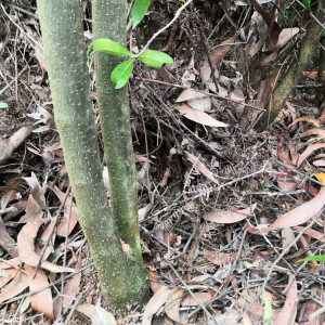 高山岗梅根 点称星根 山梅根 天星木根 秤星树根 纯根500g包邮