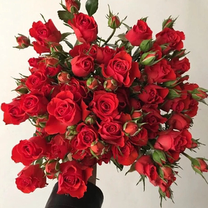 云南基地直发多头红玫瑰鲜花昆明家用水养霓虹泡泡直批花同城速递