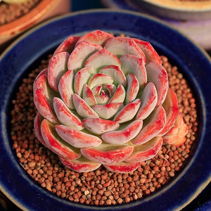 红袖景天多肉植物群生老桩果冻色小萌物状态韩货花卉盆栽