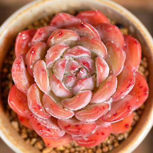 直播 红袖景天多肉植物群生老桩果冻色小萌物状态韩货花卉盆栽