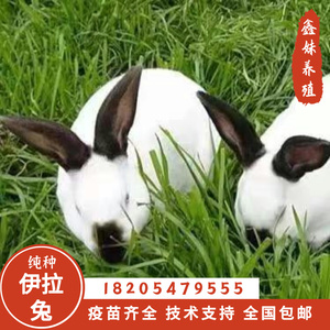 伊拉兔活体八点黑兔子活物种兔伊拉兔幼兔一对大型肉兔八点黑兔子