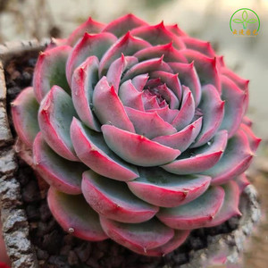 tb1022871_66淘宝多肉植物法师红覆轮法师多肉贵货红腹轮法师新手好