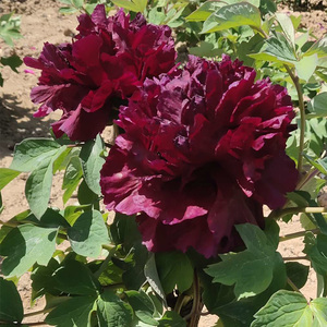 冠世墨玉菏泽洛阳正宗牡丹基地黑色观赏重瓣大苗庭院盆栽带花苞