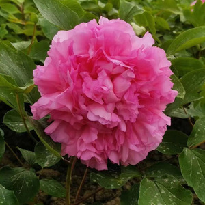 金腰楼菏泽洛阳彭州正宗牡丹花苗大花重瓣观赏庭院盆栽木本花卉