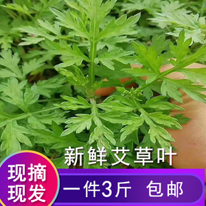 做青团的艾叶草