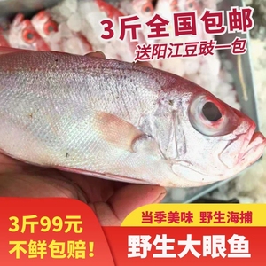 阳江海陵岛野生大眼鱼海钓红目鲢红目鳞鱼大眼鸡99元3斤全国包邮