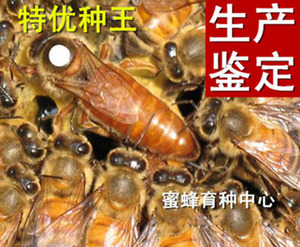 003人付款淘宝种蜂王特优级种王鲨鱼群经生产鉴定意蜜蜂蜜型特优王容蜂王鲨鱼图片
