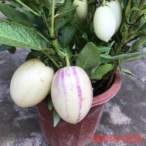 四季人参果树苗，香瓜茄盆栽，家庭就可以养的仙桃长寿果苗