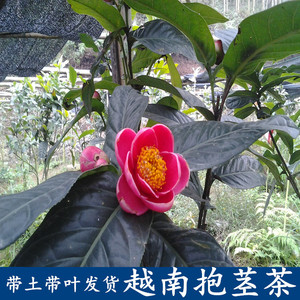 越南四季抱茎茶室内外办公室客厅山茶花苗海棠茶庭院盆栽常绿花卉