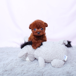 纯种小泰迪幼犬活体狗灰色贵宾家养小体型长不大棕色玩具宠物狗狗