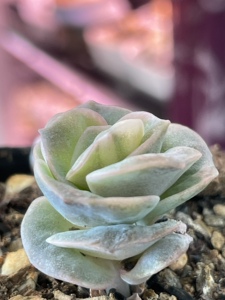 可爱玫瑰锦拉丝锦西瓜锦白锦单头现货包普快多肉植物锦叶插苗