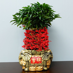 武汉黄金果黄金万两富贵籽春节吉祥果摆件 火棘果盆景富贵子盆栽