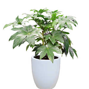 武汉绿化苗木八角金盘盆栽苗 庭院小区绿篱花卉大盆八爪金盘树苗