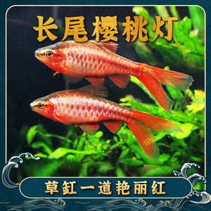 长尾樱桃灯鱼超红樱桃灯鱼樱桃灯鱼玫瑰灯鱼草缸小型热带观赏鱼
