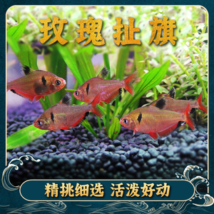 红衣梦幻旗玫瑰扯旗灯鱼热带观赏活体鱼小型草缸群游鱼黑尾大勾鱼