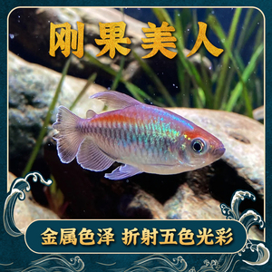 刚果美人热带鱼观赏鱼电光美人石美人鱼斑马红绿灯活体鱼苗群游鱼