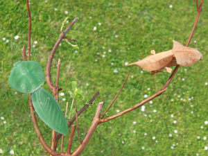 眼镜蛇枯叶螳 枯叶螳螂 活 拟态 体【若虫】5~6l