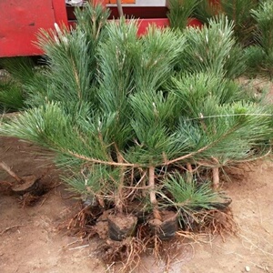 黑松小苗庭院盆景树苗四季常青盆栽植物耐寒清明常青绿化墓地松树