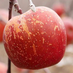 红富士山东烟台特级新鲜水果大苹果精选90m#脆甜 一级苹果5斤现货