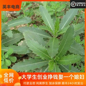 七七菜新鲜带根中药材狗牙刺纯野生刺儿菜现挖野菜小蓟草带箱5斤