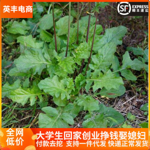 黄鹌菜现挖现采野青菜山东省野生新鲜山芥菜中药材还阳草500g包邮