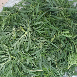 扫帚菜新鲜蔬菜纯野生现摘山东省儿时野菜家乡菜野菠菜带箱5斤装