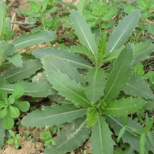 狗丁牙野菜的功效图片