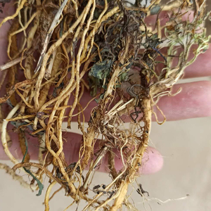 干苦菜根250g中药材苦碟菜野菜晒干整根苦荬菜苦麻子菜半斤装包邮