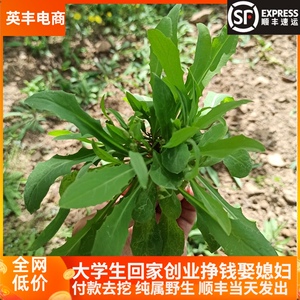 苦菜新鲜带叶带根食用野生现挖苦麻菜药用苦麻子生吃蘸酱野菜500g