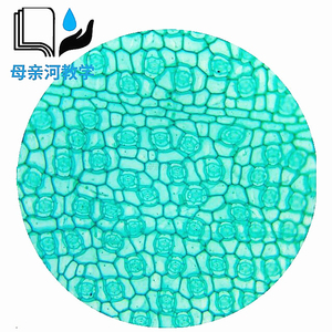 鸭跖草叶下表皮装片植物生物切片标本 显微镜配件耗材 实验室教学