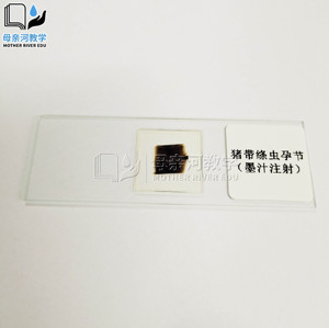 牛带绦虫孕节装片(墨汁注射) 寄生虫学 教学用高品质生物切片