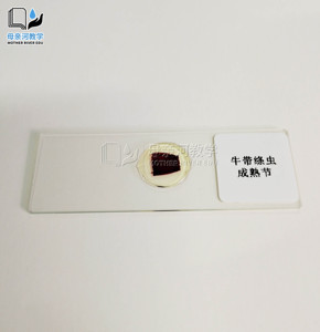 牛带绦虫头节装片 教学科研用生物切片