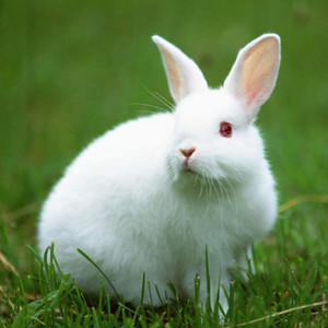小兔子活物巨型大型