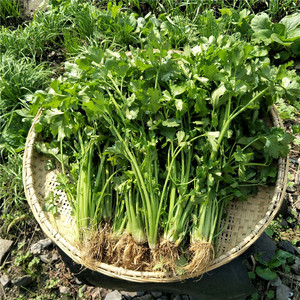 香芹新鲜香芹菜