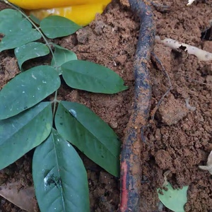 正宗酸杨桃树根 野生新鲜酸杨桃根 酸五敛子根 现挖500克 杨桃根