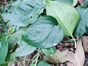 雷公连,大医药,大软筋藤,青藤,雷公药,风湿药,种苗一株
