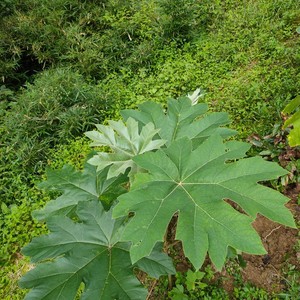 通脱木 大通花 大泡通 大通草 通脱木种苗一苗