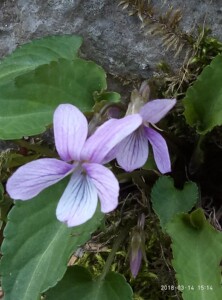 紫花地丁,,犁头草,铧口尖种苗一苗