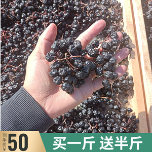 黑果花楸干果 2022年新货 不老莓 500g谭小六非进口黑果花楸果干