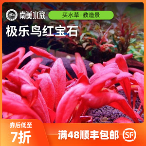 极乐鸟红宝石椒草稀有水草缸水兰宫廷水下叶淡水鱼缸造景南美水族